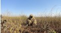 Маскировочный халат Taganrog Друид – купить по цене 3500 руб. в интернет-магазине в городе Красноярск картинка 17
